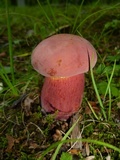 Lanmaoa pallidorosea image