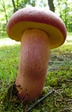 Lanmaoa pallidorosea image