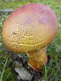 Lanmaoa pallidorosea image