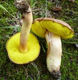 Aureoboletus auriporus image