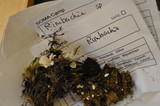 Rimbachia bryophila image