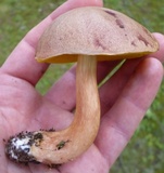 Aureoboletus auriporus image