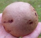 Aureoboletus auriporus image