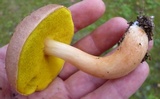 Aureoboletus auriporus image