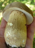 Polyporus leptocephalus image