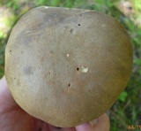 Polyporus leptocephalus image