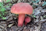 Boletus carminiporus image
