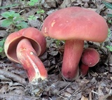 Boletus carminiporus image