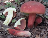 Boletus carminiporus image