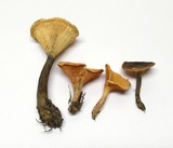 Hygrophoropsis aurantiaca image