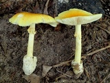 Amanita arkansana image