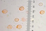 Amanita arkansana image