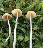 Conocybe apala image