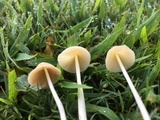 Conocybe apala image