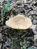 Aureoboletus innixus image