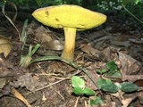Aureoboletus innixus image