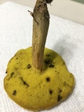 Aureoboletus innixus image
