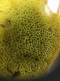 Aureoboletus innixus image
