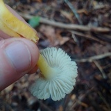 Hygrocybe caespitosa image