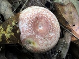 Lactarius subpurpureus image