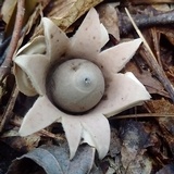 Geastrum velutinum image