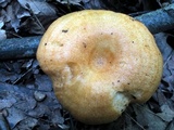 Lactarius croceus image