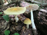 Amanita flavorubens image
