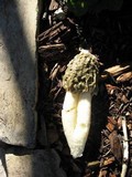Phallus hadriani image