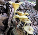 Chrysomphalina strombodes image