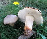 Retiboletus griseus image