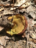Boletus subluridellus image