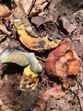 Boletus subluridellus image