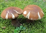 Tylopilus badiceps image