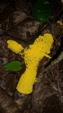 Fuligo septica image