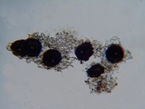Mycosphaerella pteridis image