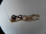 Mycosphaerella pteridis image