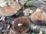 Psathyrella delineata image