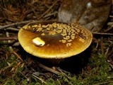 Amanita augusta image