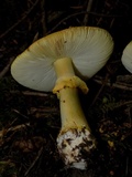 Amanita augusta image