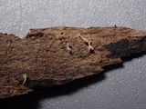 Lachnum impudicum image