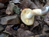 Xanthoconium affine image