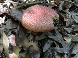 Boletellus pseudochrysenteroides image