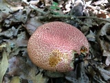 Boletellus pseudochrysenteroides image