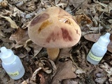 Tylopilus rubrobrunneus image