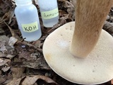 Tylopilus rubrobrunneus image