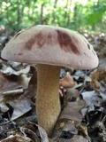 Tylopilus rubrobrunneus image