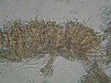 Lachnum impudicum image