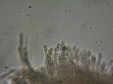 Lachnum impudicum image