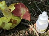 Boletus roodyi image