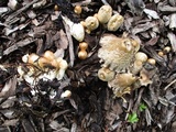 Coprinopsis variegata image